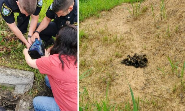 Baby Ducks Rescued From Storm Drain By Caring Officers