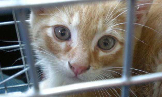 SIGN: Stop Cruel Testing on Animals in Overseas Labs