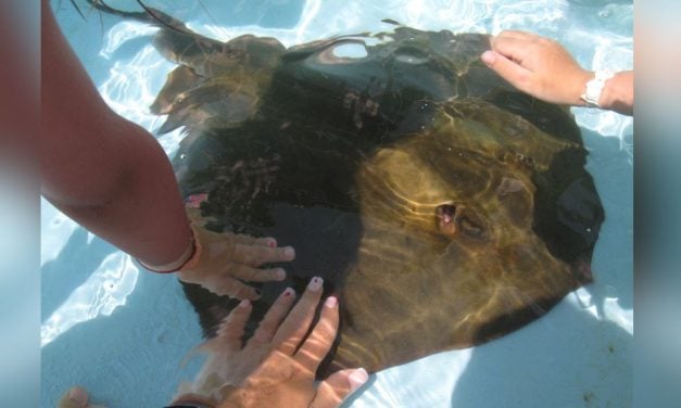 REPORT: Stingrays, Seahorses, and Fish Suffer in ‘Touch Tanks’