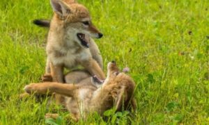 Coyote Pups