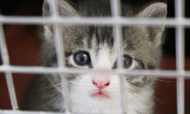 SIGN: Justice for Kittens Beaten and Tossed in Trash at Shelter