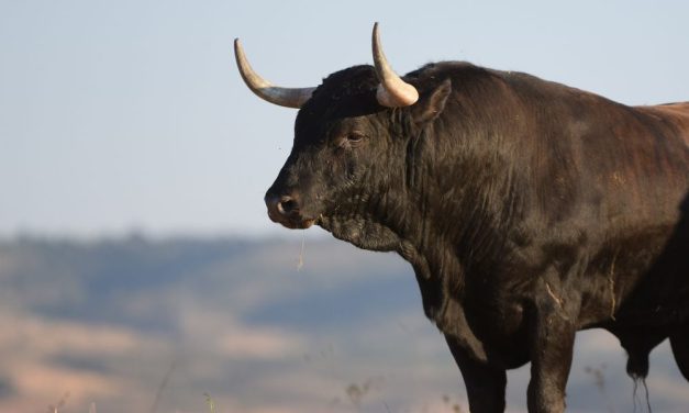 Spanish Town Bans Cruel ‘Tradition’ of Setting Bulls’ Horns on Fire 