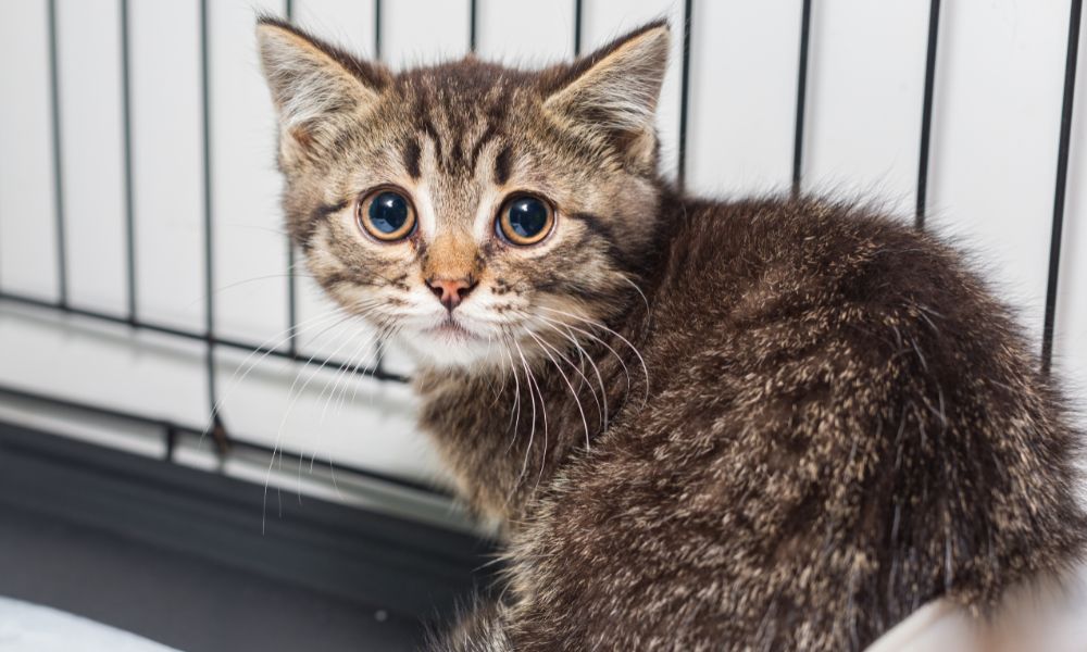 Sad shelter kitten