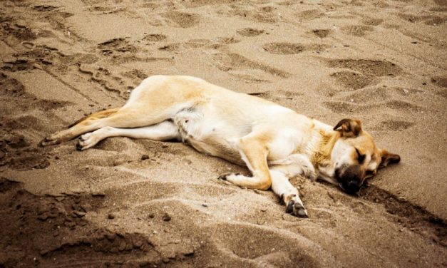 SIGN: Justice for Dog Hit With Hammer and Left For Dead in Nevada Desert