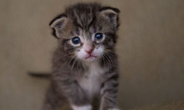 Sign: Justice for Kittens Dumped from Car and Run Over