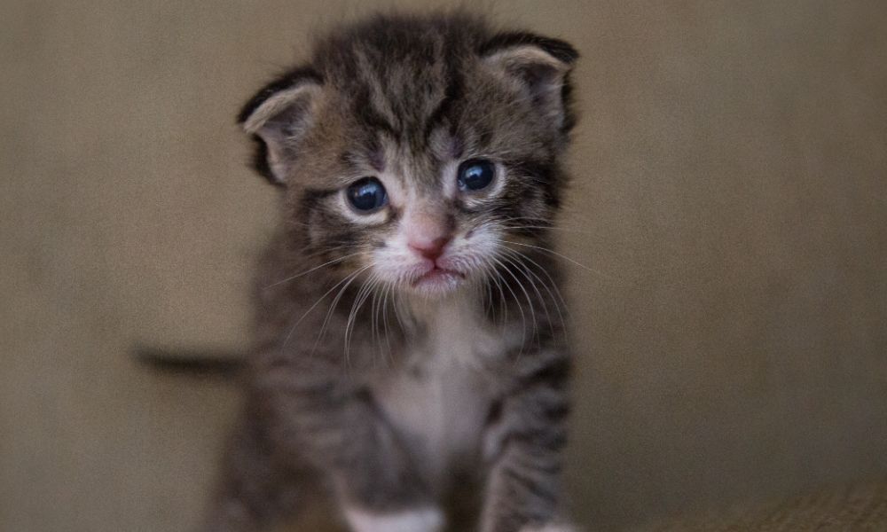 Small sad kitten
