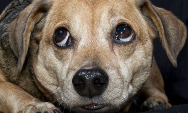 SIGN: Justice for Dozens of Dogs Sadistically Killed in ‘Torture Room’