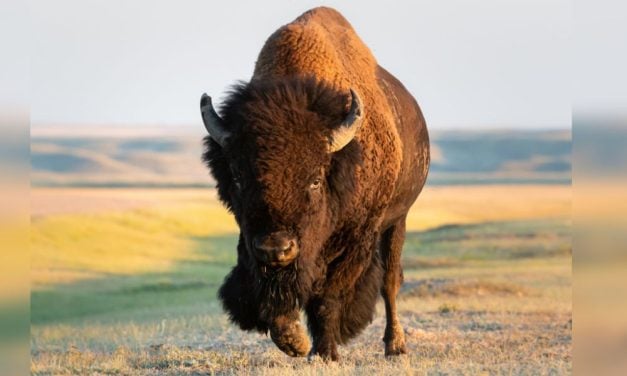 SIGN: Stop the Slaughter of Yellowstone’s Buffalo