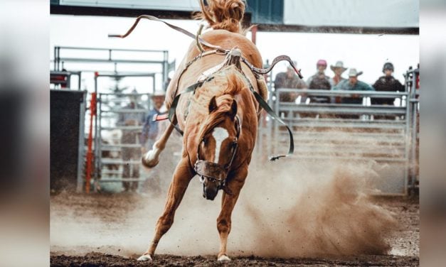 PETITION UPDATE: County Committee Urges San Diego To Cancel Cruel Rodeo