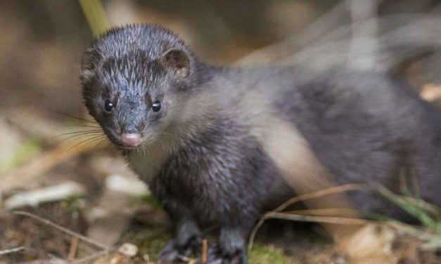 FUR BANS: How You Can Help Foxes and Mink Today
