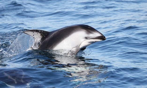 SIGN: Save Dolphin Li’i from Cruel Solitary Confinement