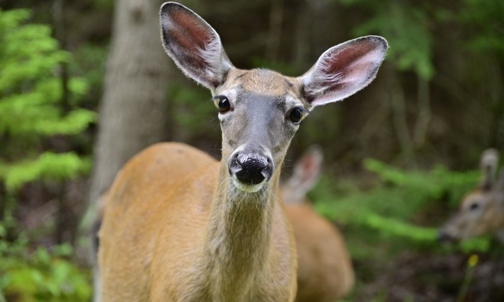 female deer