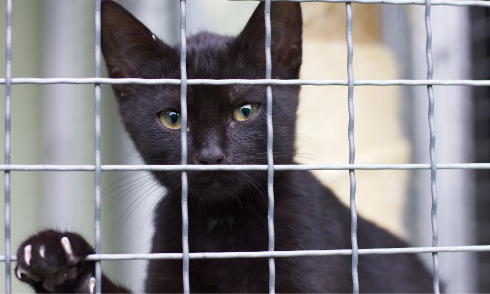 SIGN: Justice for Kittens Reportedly Killed By Shelter Vet Tech