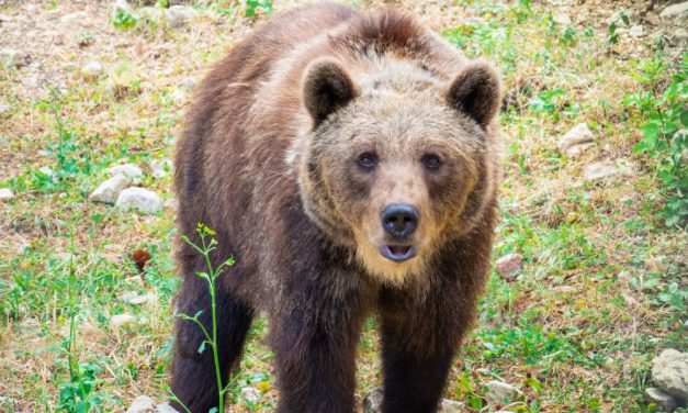 SIGN: Justice For Endangered Mama Bear Shot to Death
