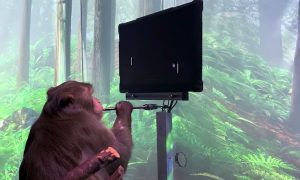 Neuralink monkey