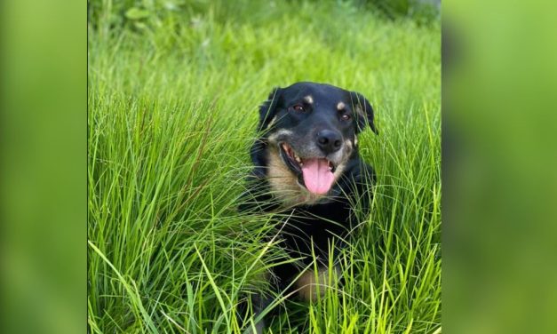 Shelter Dog Escape Artist Adopted by Nursing Home