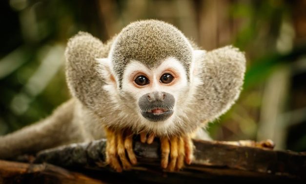 FDA Ends Primate Experiments Following Exposé of Cruel Experiments