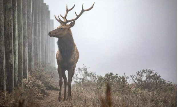 Speak Up For Tule Elk! Tell NPS To Take Down Fence By Sept. 25
