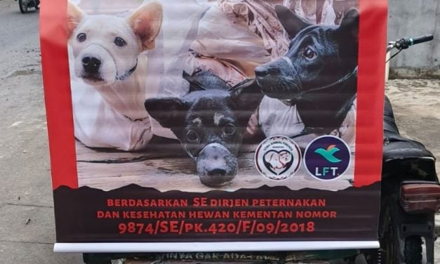 LFT Sponsors Ads To End Dog Meat Trade in Sumatra