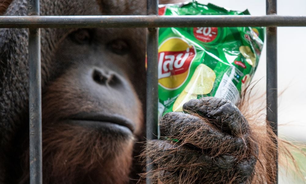 Lady Freethinker Orangutan Investigation
