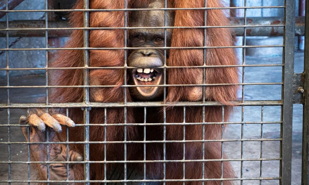 Lady Freethinker Orangutan Investigation