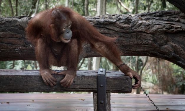 SIGN: Justice for Miserable Orangutans Chained and Forced to Perform at Thai Zoos