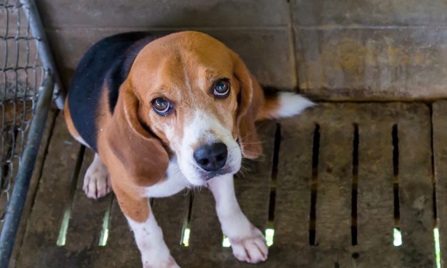 SIGN: Allow Animals in Cruel Experiments to be Adopted — Not Killed