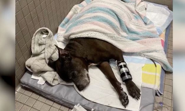 SIGN: Justice for Dog Slammed to Ground & Punched