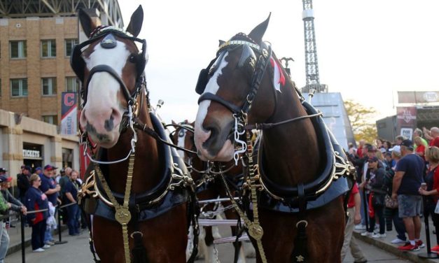 Budweiser Clydesdales Will No Longer Have Tails Cut Off