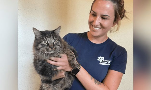 ‘Adventurer’ Cat Returned to Family 12 Years After Going Missing