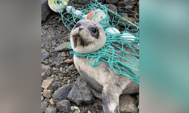 Seal Pup Tangled in Net Rescued and Sent Back To Sea