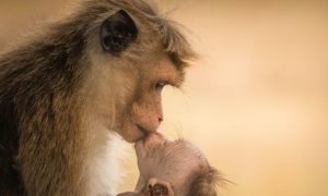 Mom & baby macaque