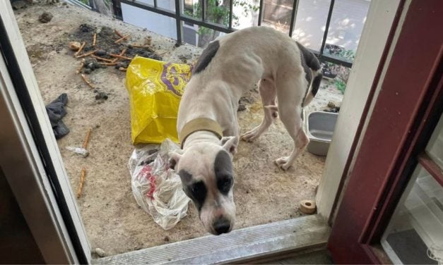 SIGN: Justice for Emaciated Dog Left on Balcony for 3 Weeks Without Food or Water