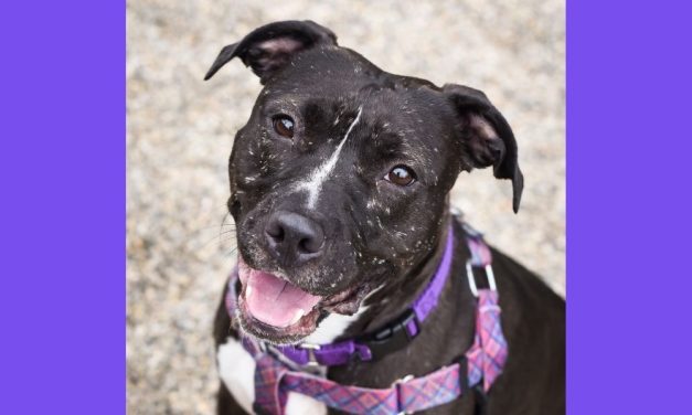 This Former Dogfighting Victim Has Found Her Forever Home After ‘Longest’ Shelter Stay