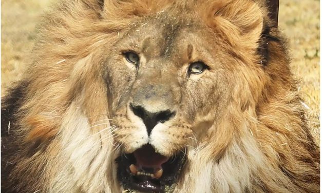 ‘World’s Loneliest Lion’ Moves From Shuttered Zoo to Sanctuary