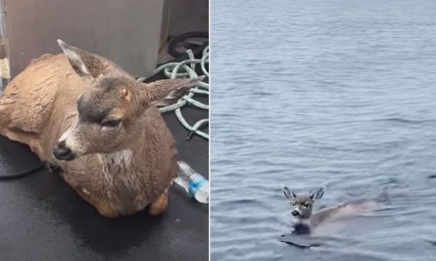 Deer Stranded in Chilly Alaskan Waters Saved By State Troopers