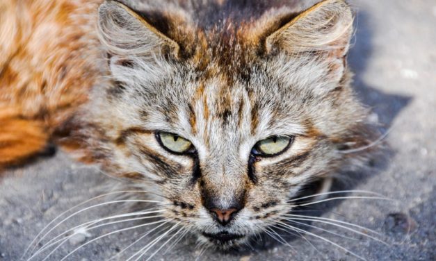 SIGN: Justice for Cats Dumped and Left to Die in Desert