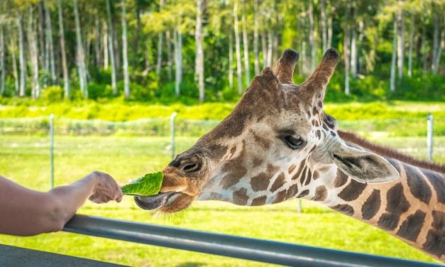 Wildlife Park Cited Again by Feds for Dying Animals 