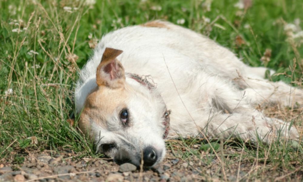 Sad white terrier