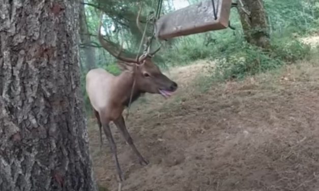 Elk Tangled in Swing Rescued By Caring Deputies