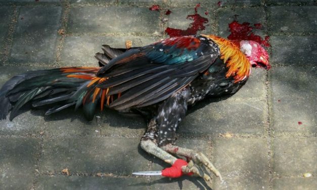 SIGN: Protect Roosters From Deadly Cockfighting