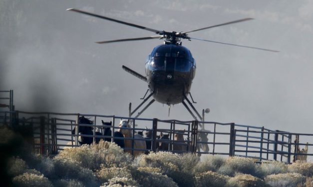 Semi-Truck Accident Kills 7 Wild Horses During Another Cruel Nevada Helicopter Roundup 