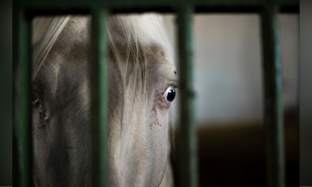 SIGN: Tell France To Ban Gruesome Horse Slaughter for Meat