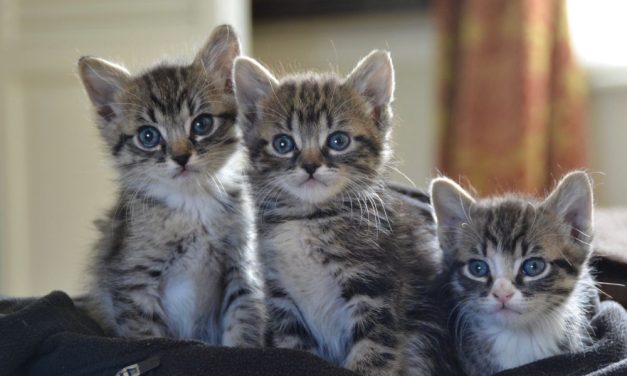 SIGN: Justice For Family Kittens Killed and Secretly Replaced One By One