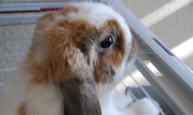 PETITION UPDATE: Jail Time For Man Who Dismembered Living Rabbit