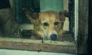 sad dog in old dirty house