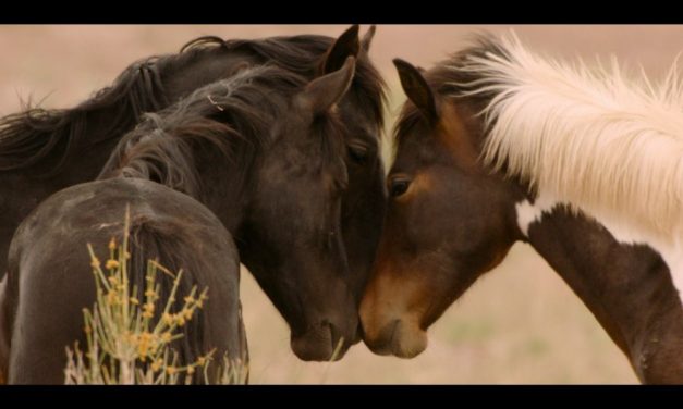 ‘WILD BEAUTY’ Documentary Tracks Plight Of Wild Horses Brutally Rounded Up By Feds