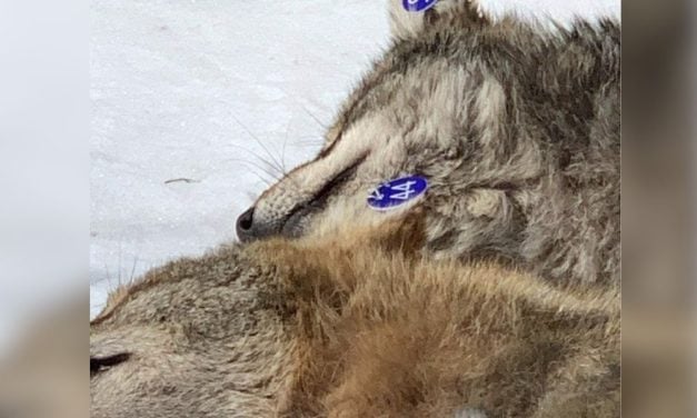 PETITION UPDATE: Tell NY to Ban Wildlife Killing Contests By Nov. 1!