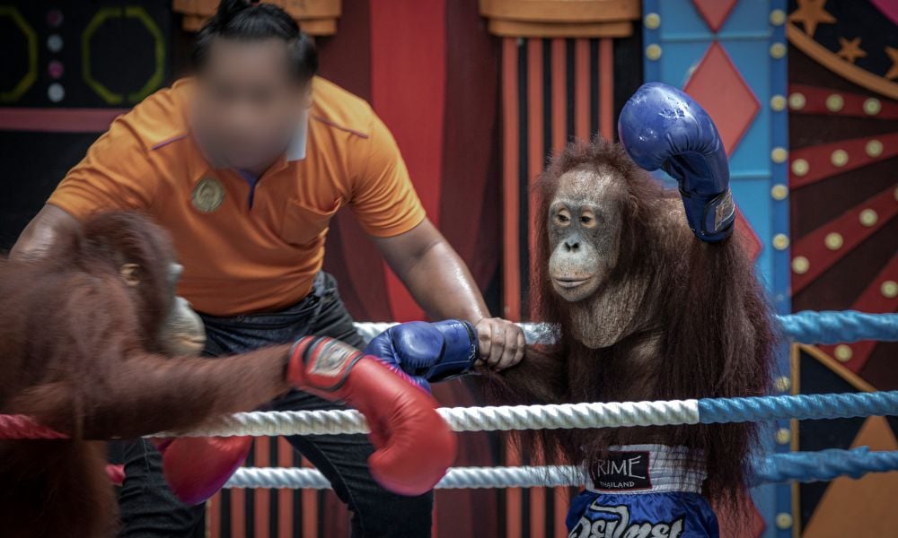 orangutan boxing