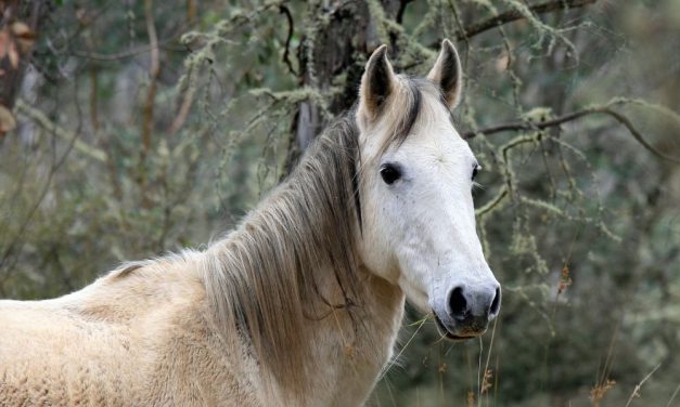 SIGN: Stop Shooting Australia’s Wild Horses From Helicopters